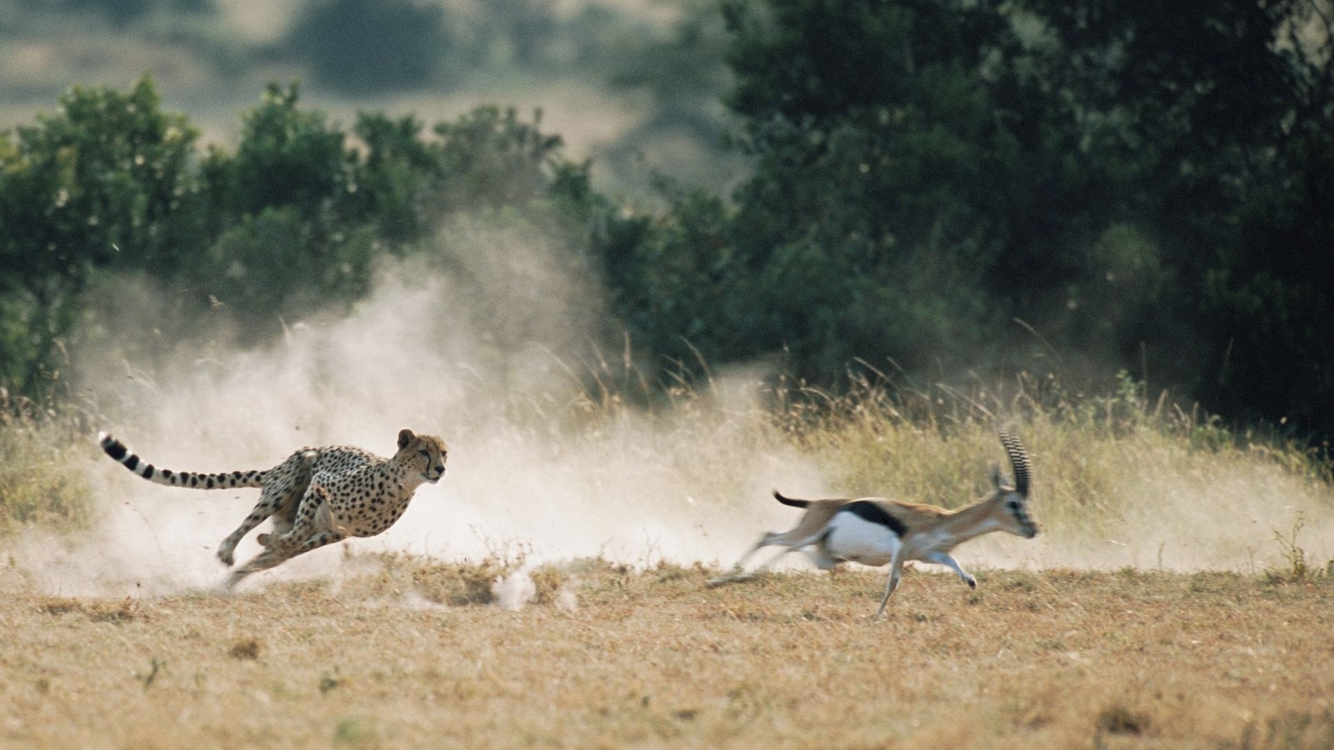 La mort aux trousses