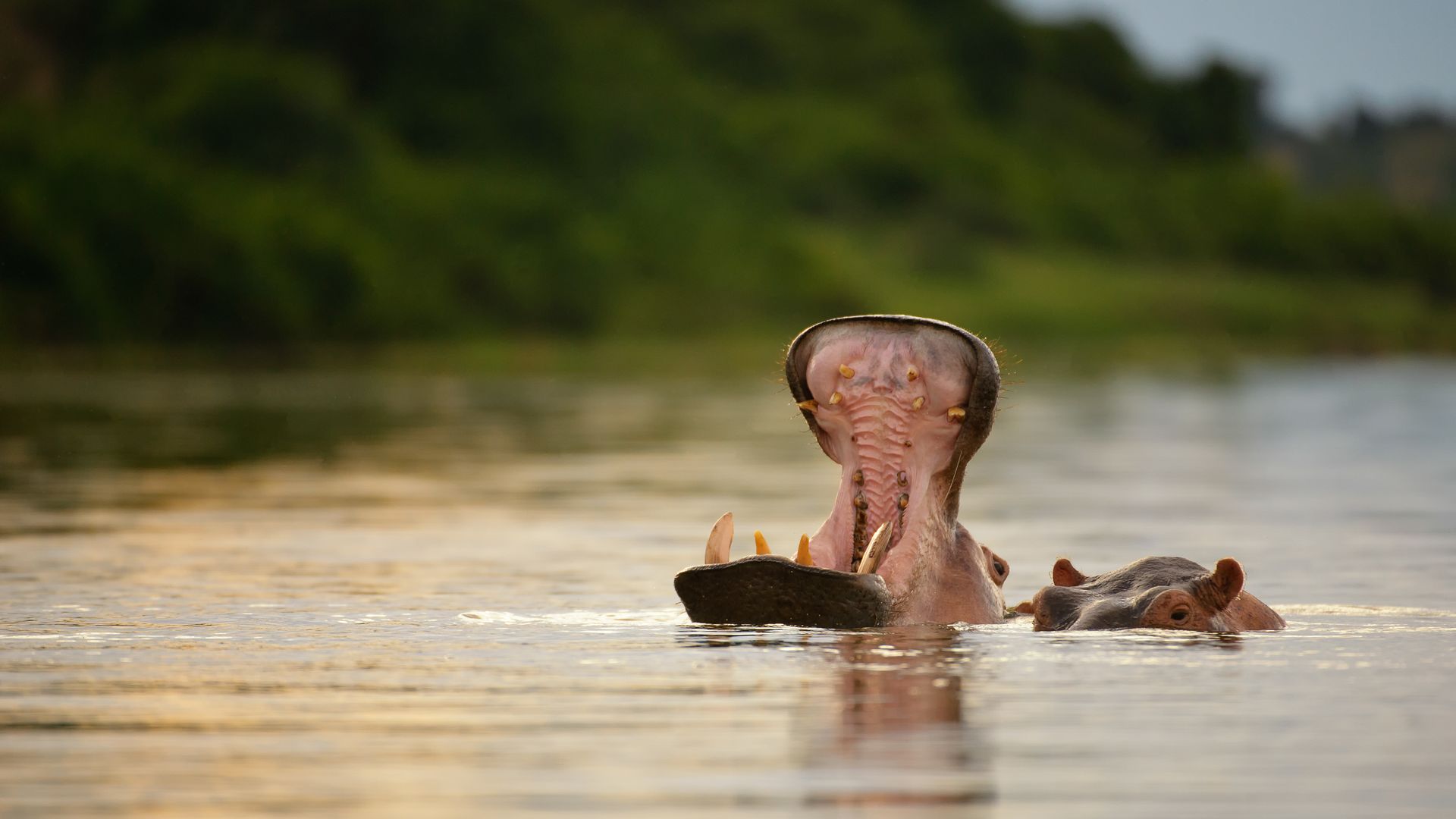 Un safari d'un autre genre...