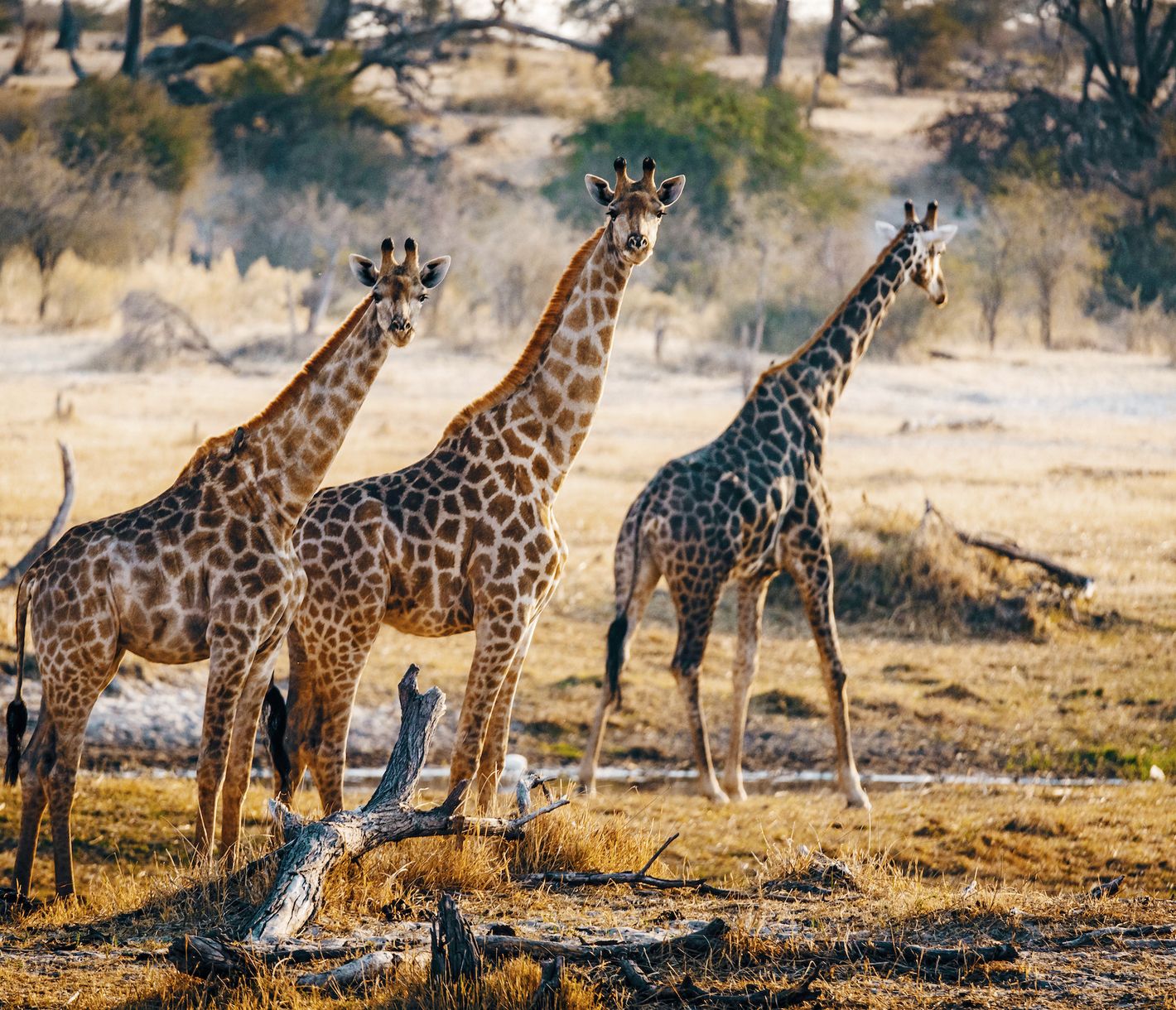 A la rencontre de la faune du Parc National de Makgadikgadi