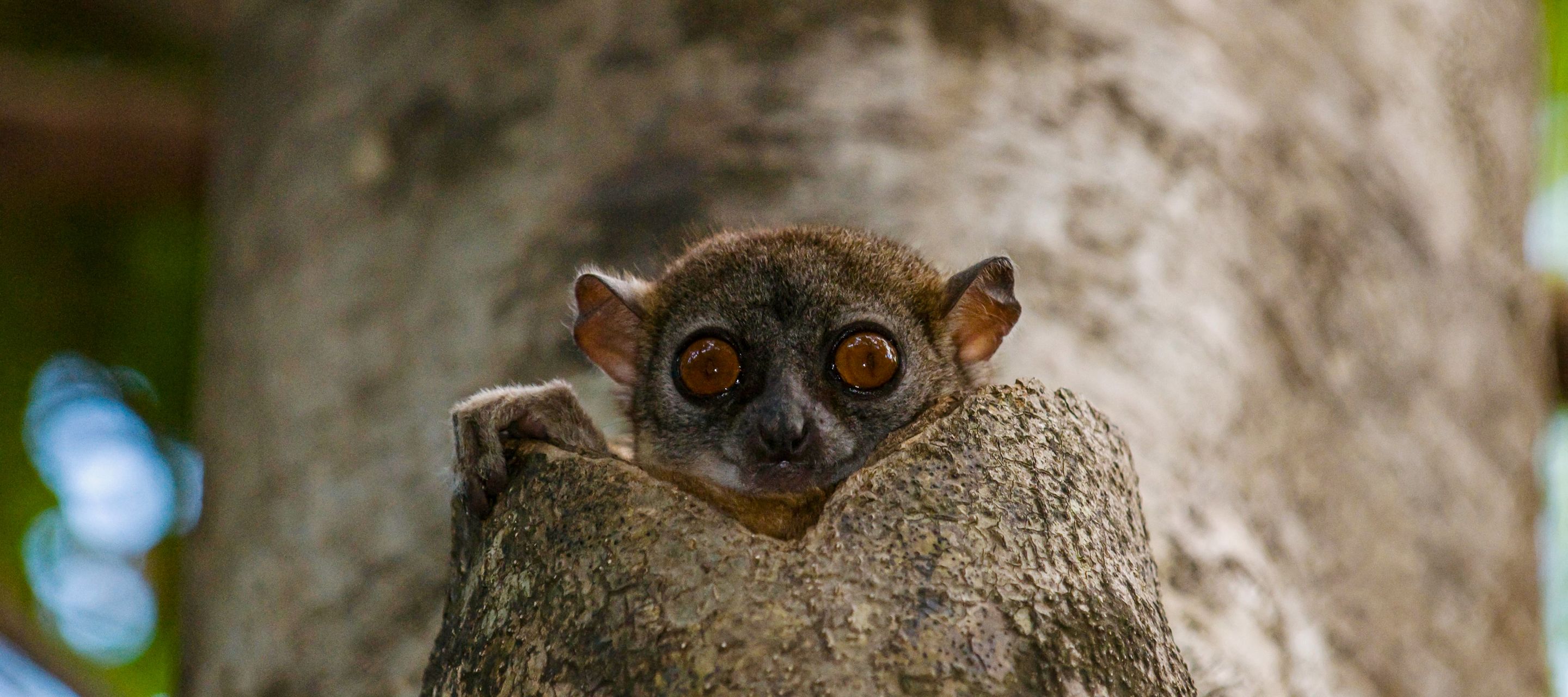 Regarde-moi dans les yeux !