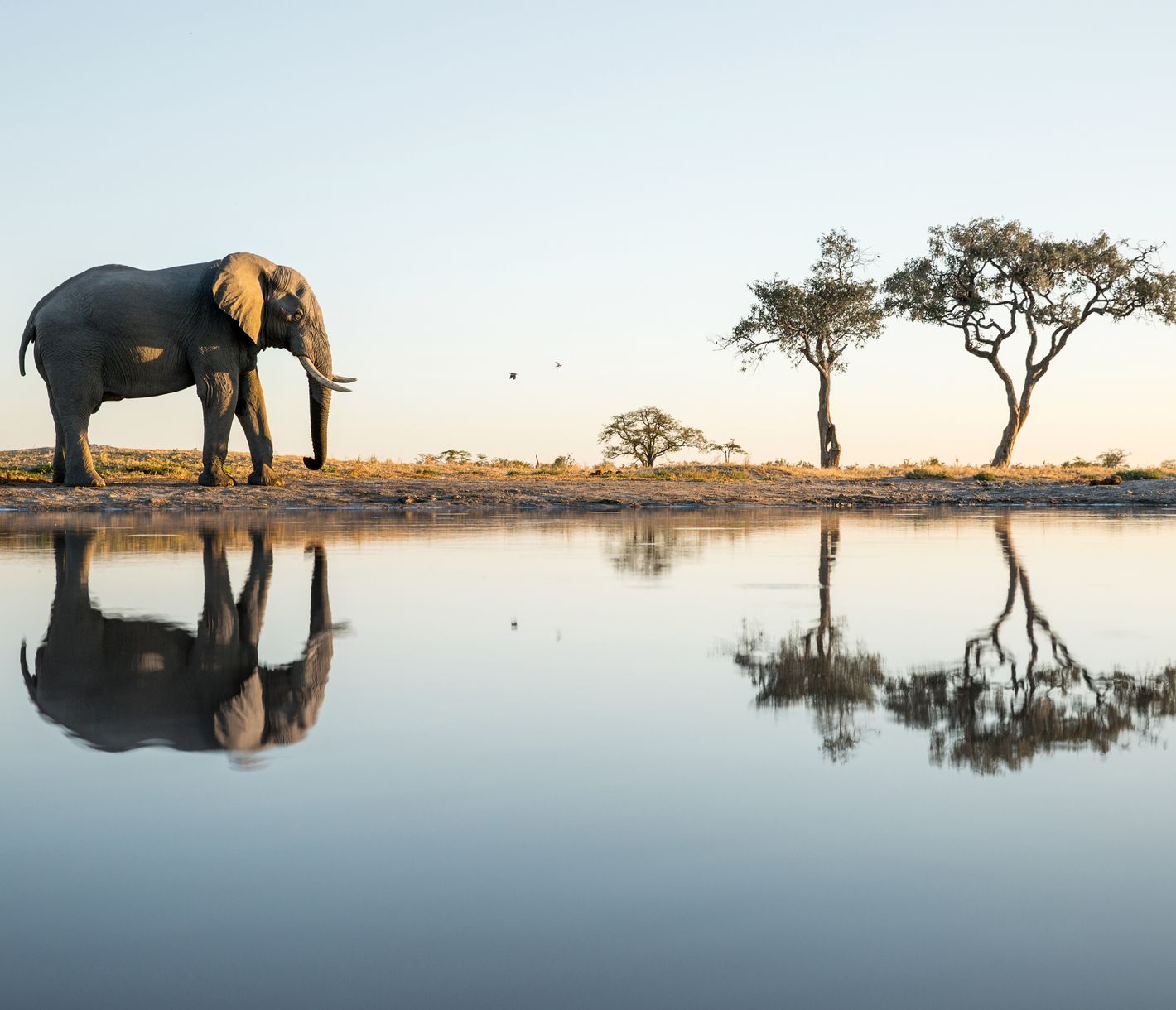 Eléphant seul à un point d'eau dans les marais de Savuti