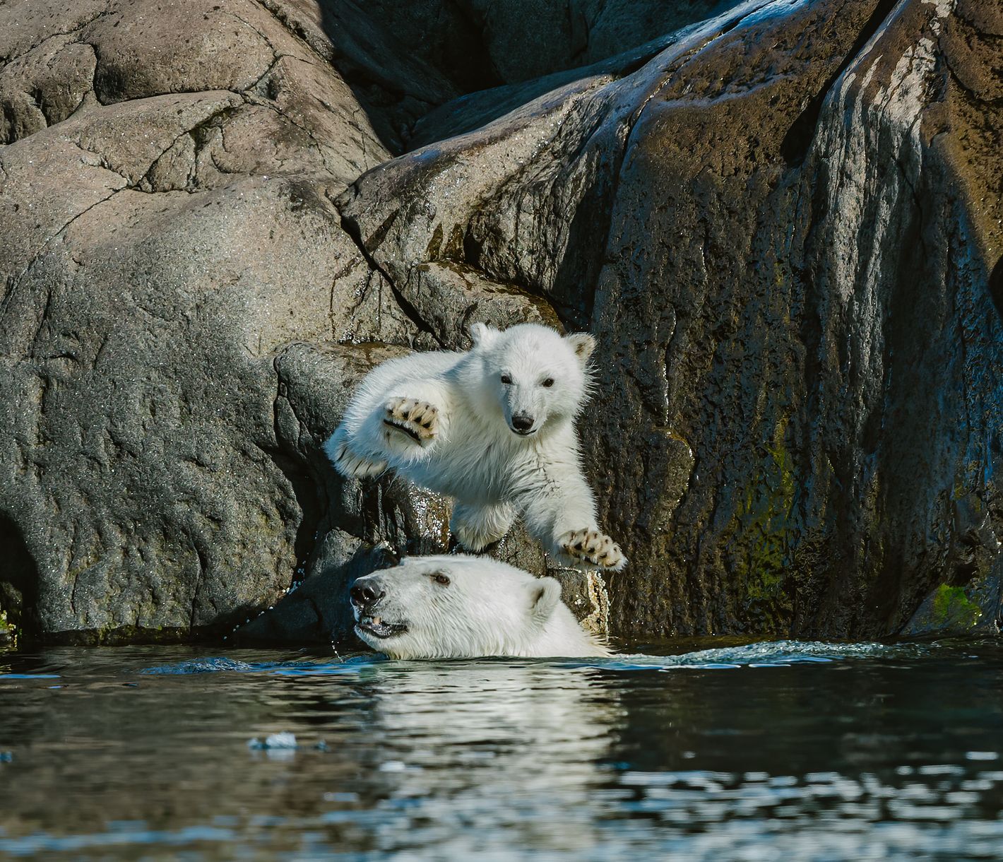 Leben auf Spitzbergen in Einklang mit den Eisbären