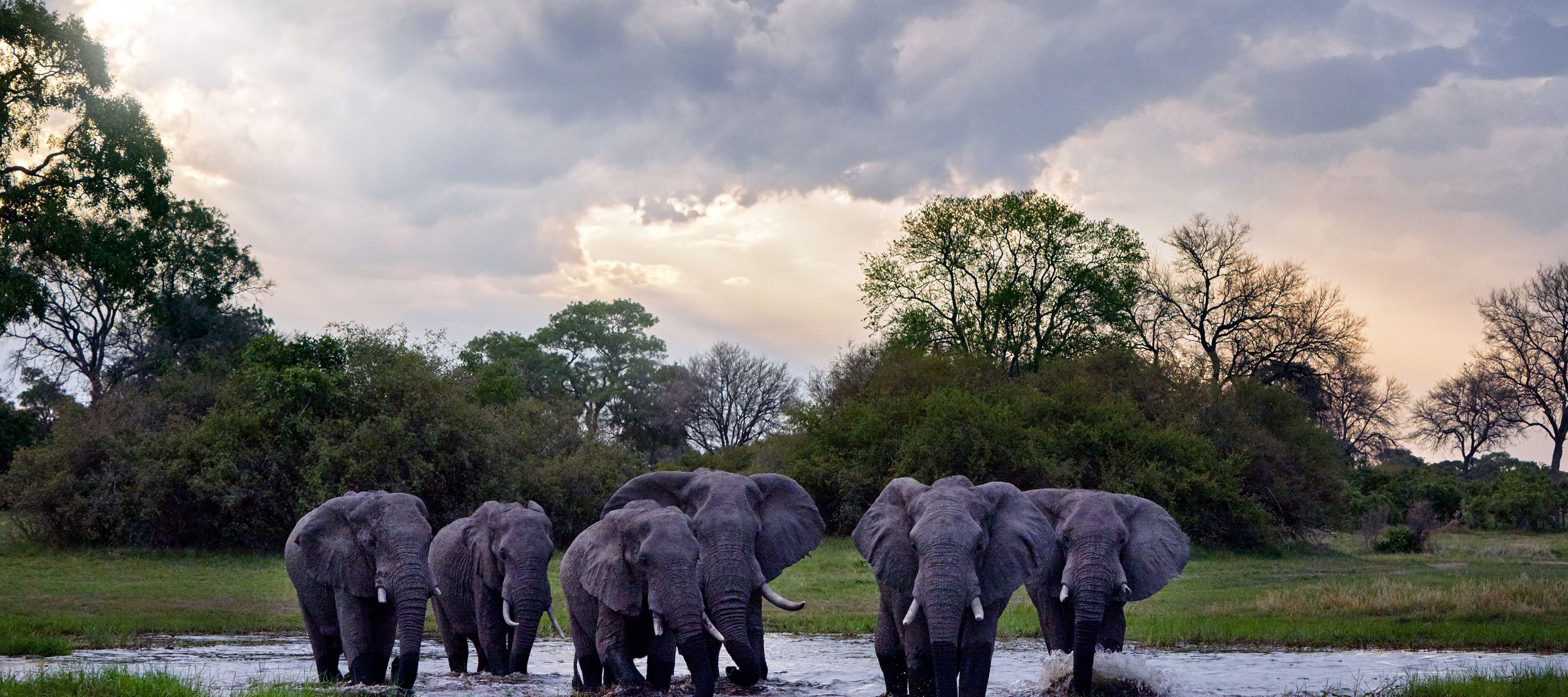 Khwai-Fluss mit Elefantenherde