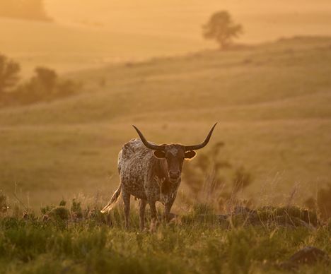 Abenteuer pur im Wichita Mountains Wildlife Refuge