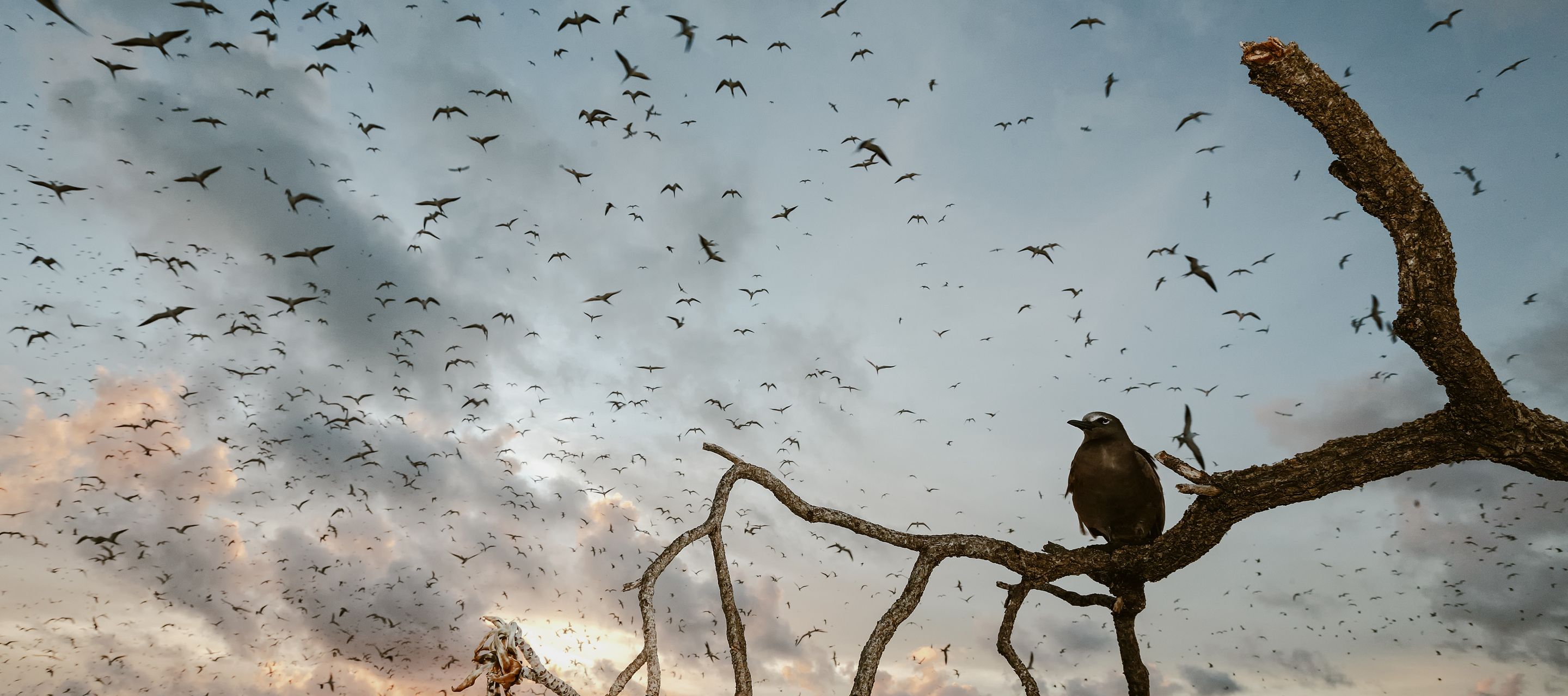 Braunnoddi und Russseeschwalben vor der untergehenden Sonne auf Bird Island
