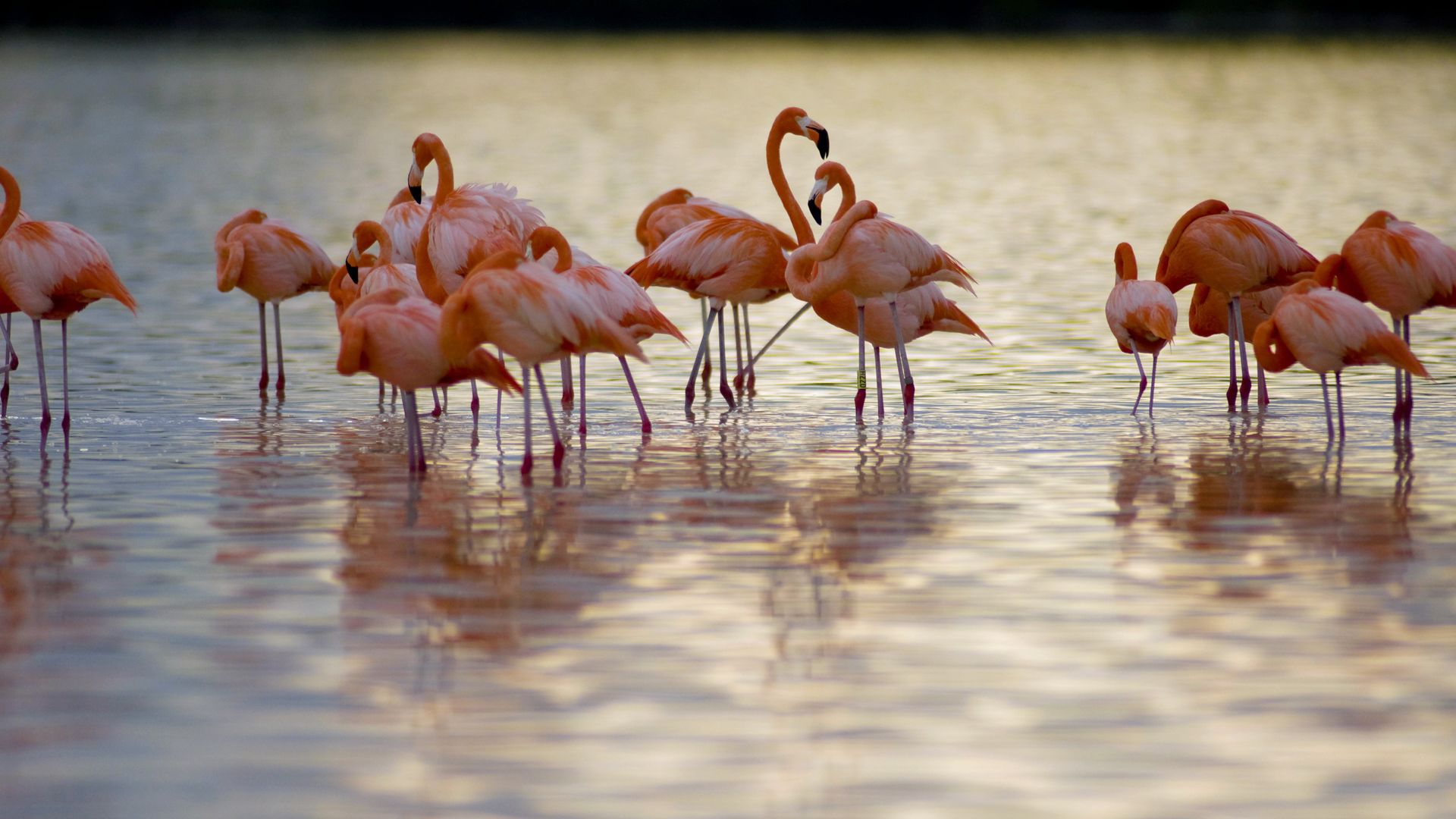 Flamingos im «Reserva de la Biosfera Ria Celestun» am Golf von Mexiko