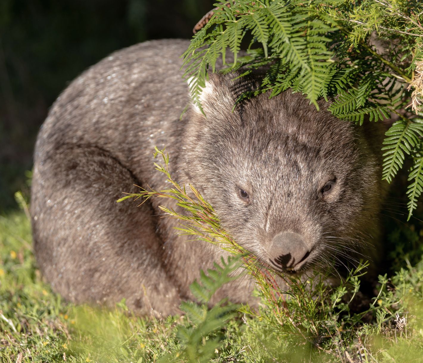 Wombat