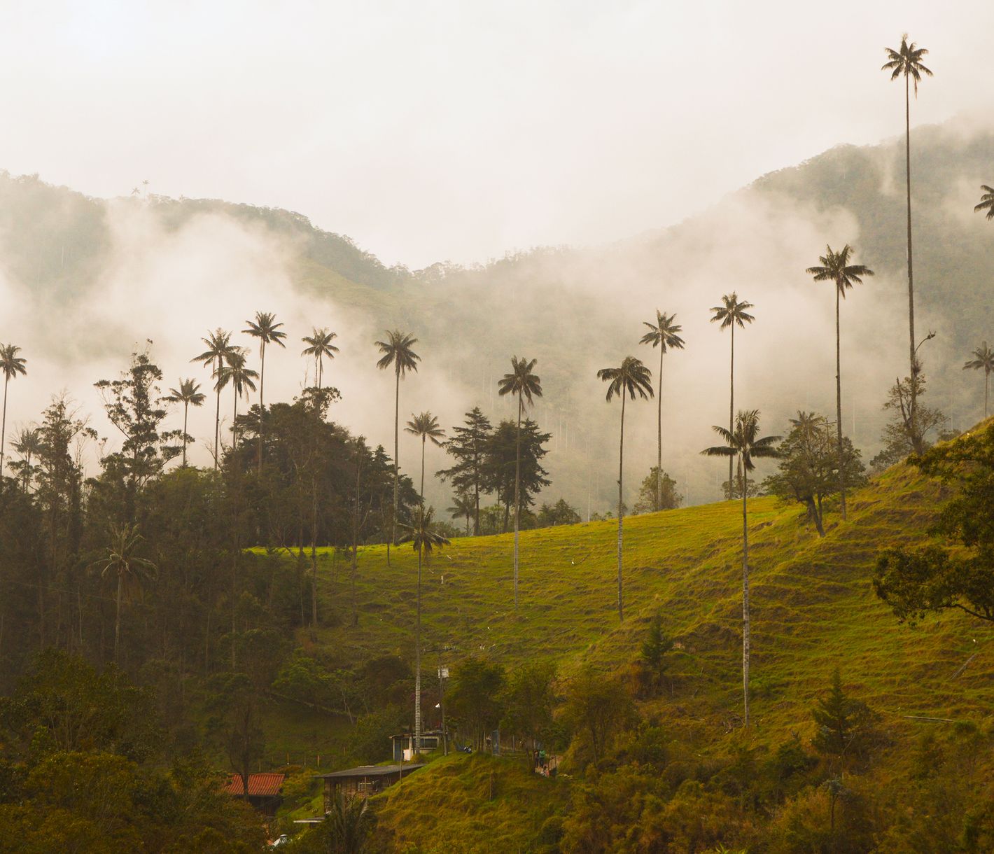Wo Palmen an den Wolken kratzen.