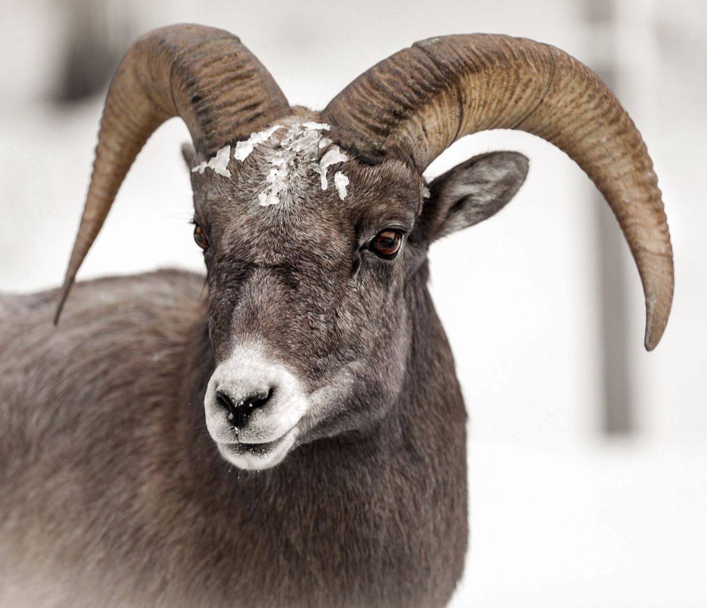 Während der Winter immer näher rückt, wandern Dickhornschafe ins niedrig gelegene Schutzgebiet des National Elk Refuges in Jackson.