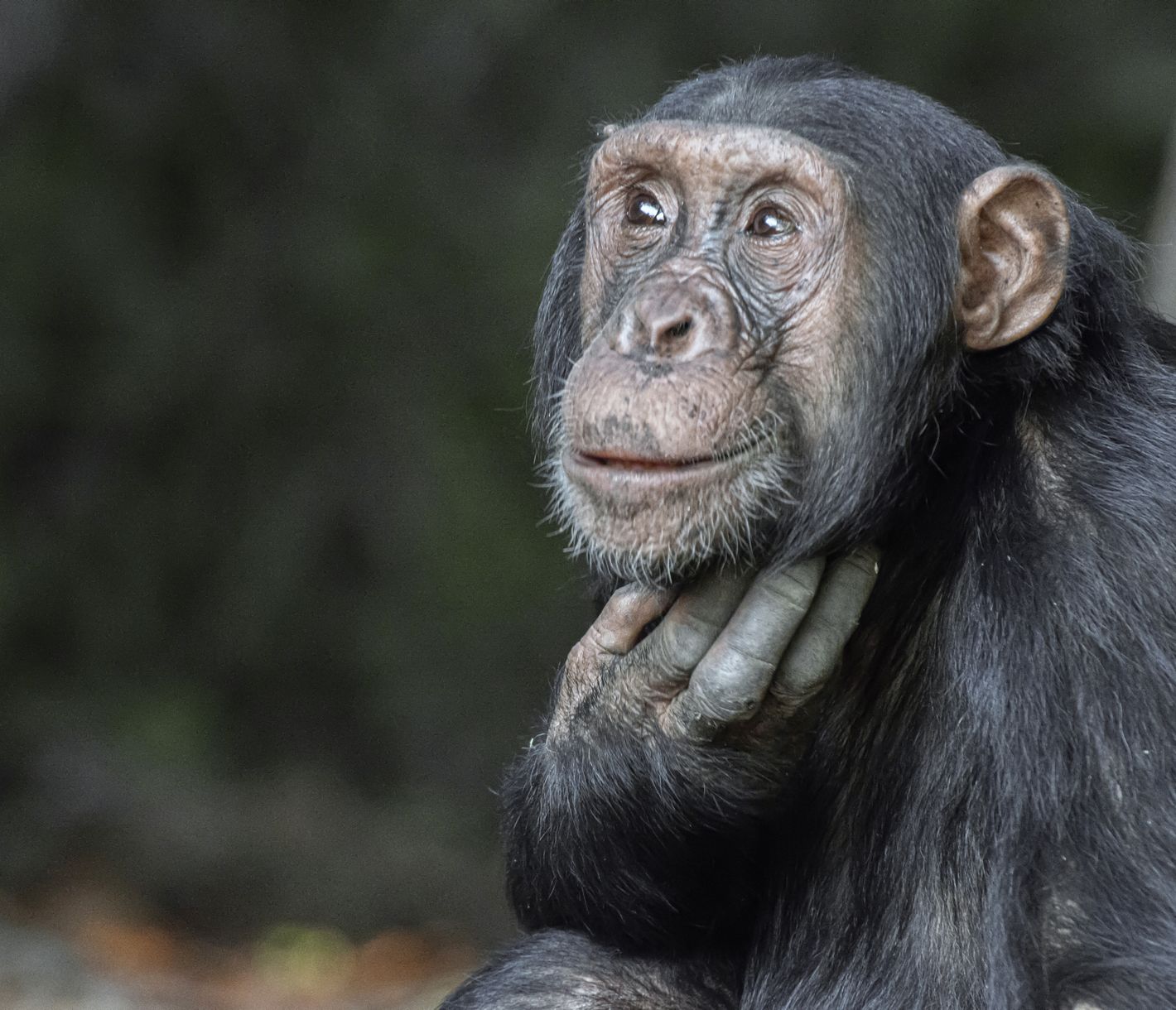 Begegnung mit den Schimpansen im Mahale-Mountains-Nationalpark