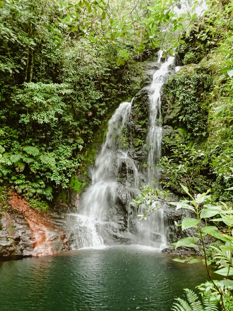 La grande bande de forêt tropicale du Cockscomb Basin Wildlife Sanctuary est devenue le premier sanctuaire de jaguars au monde en 1984.