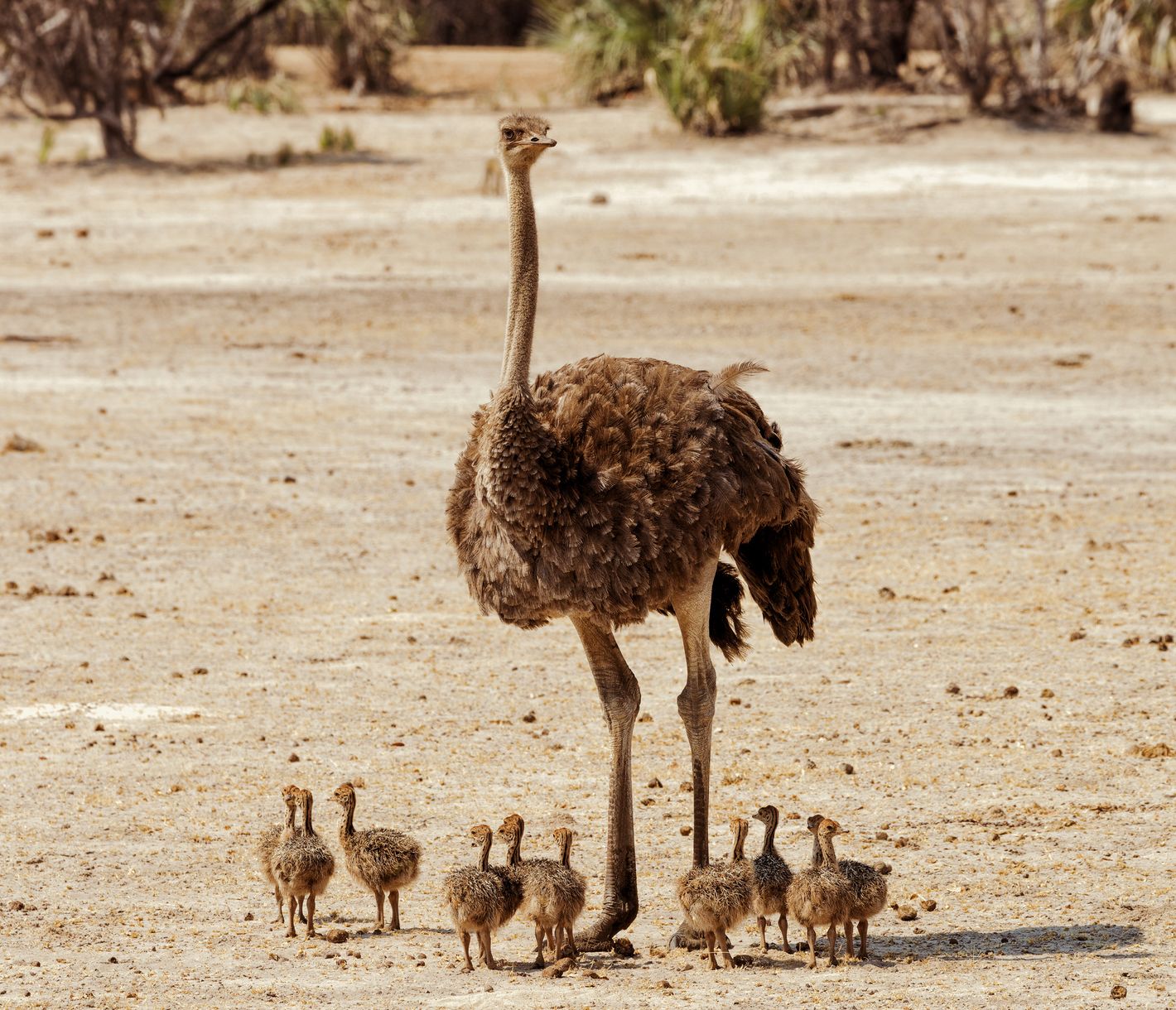 Straussenfamilie im Bwabwata-Nationalpark