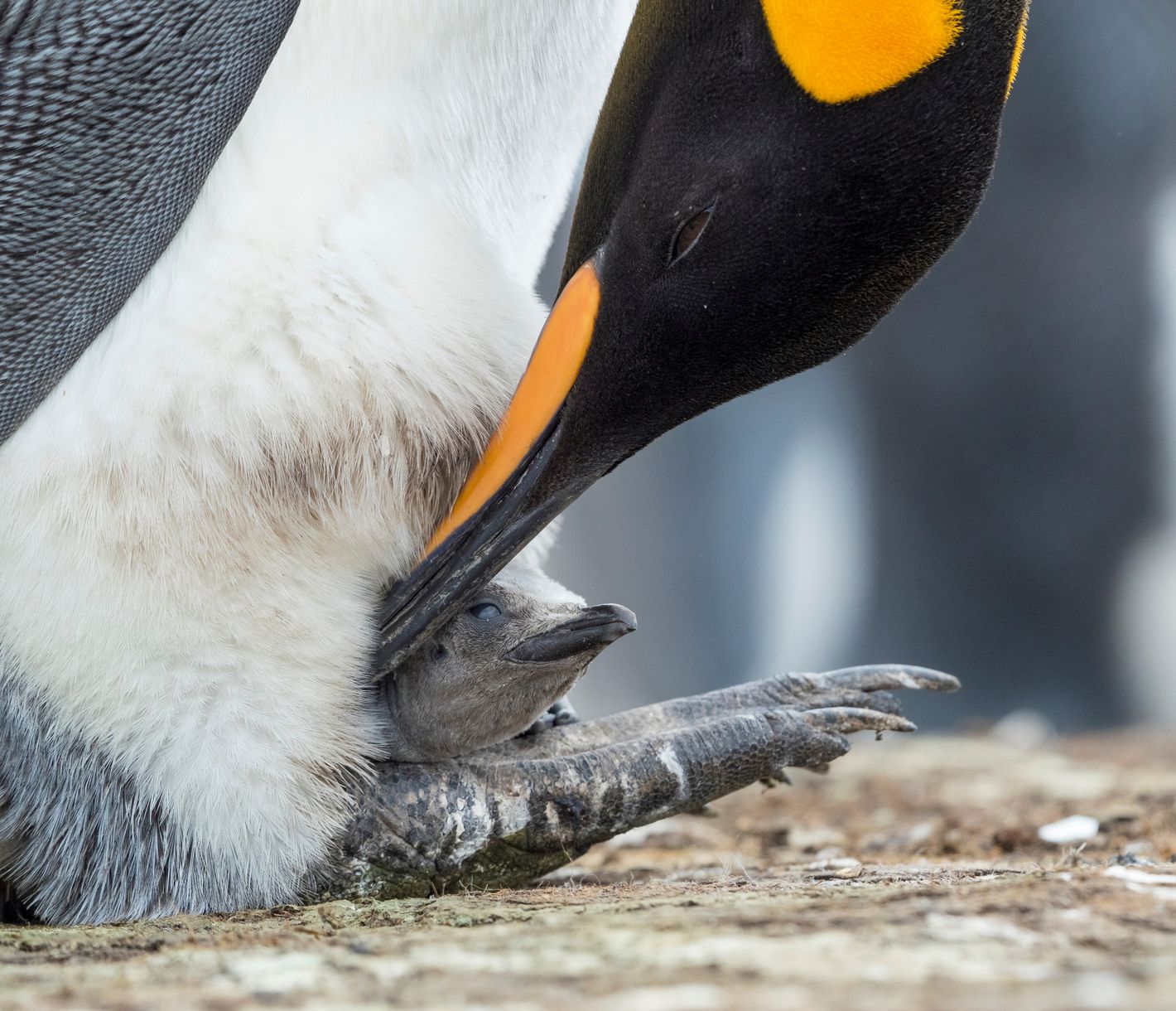Königspinguin und Junges