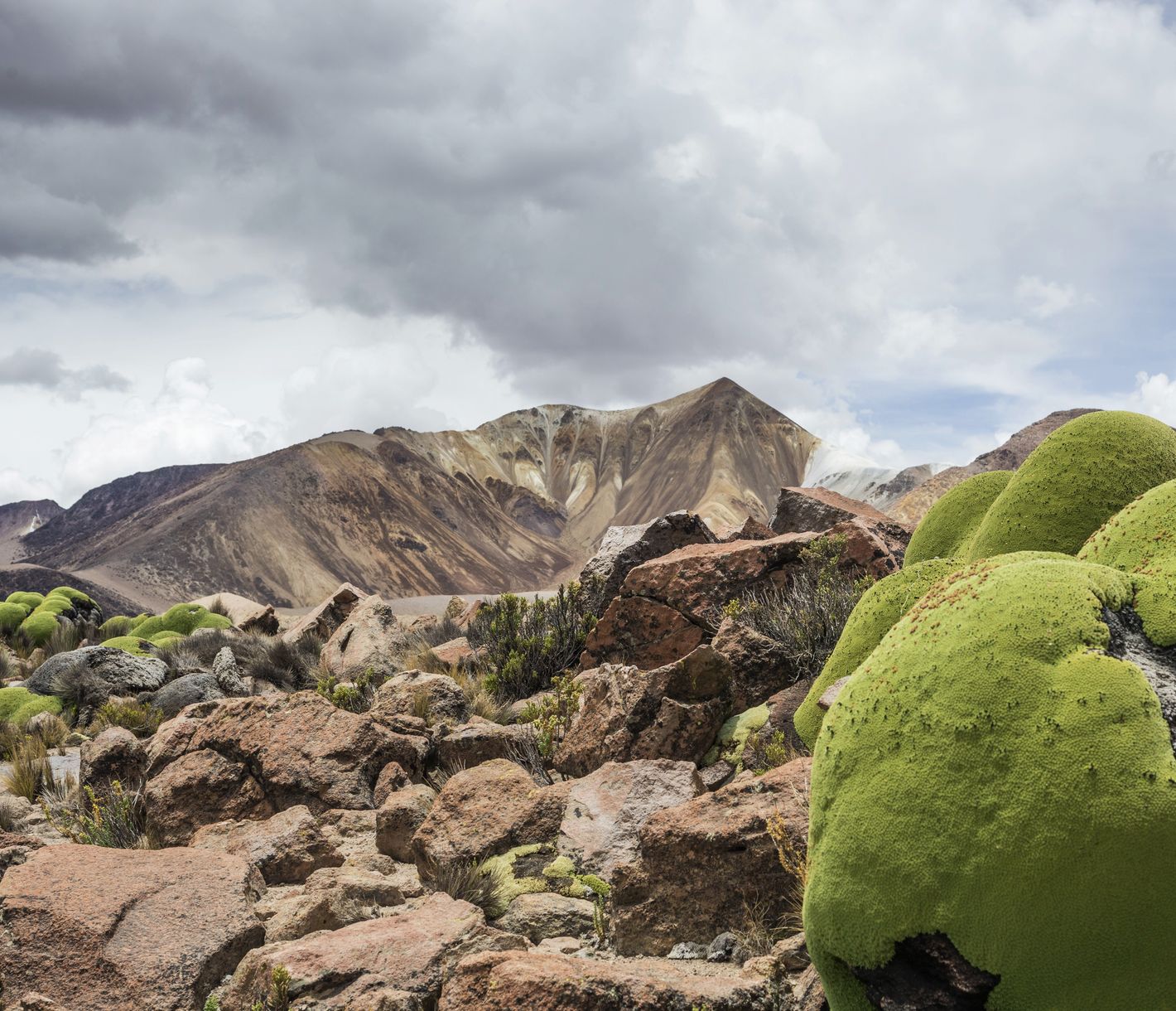 Die Wüstenpflanze Yareta oder auch Llareta ist in den Anden heimisch.