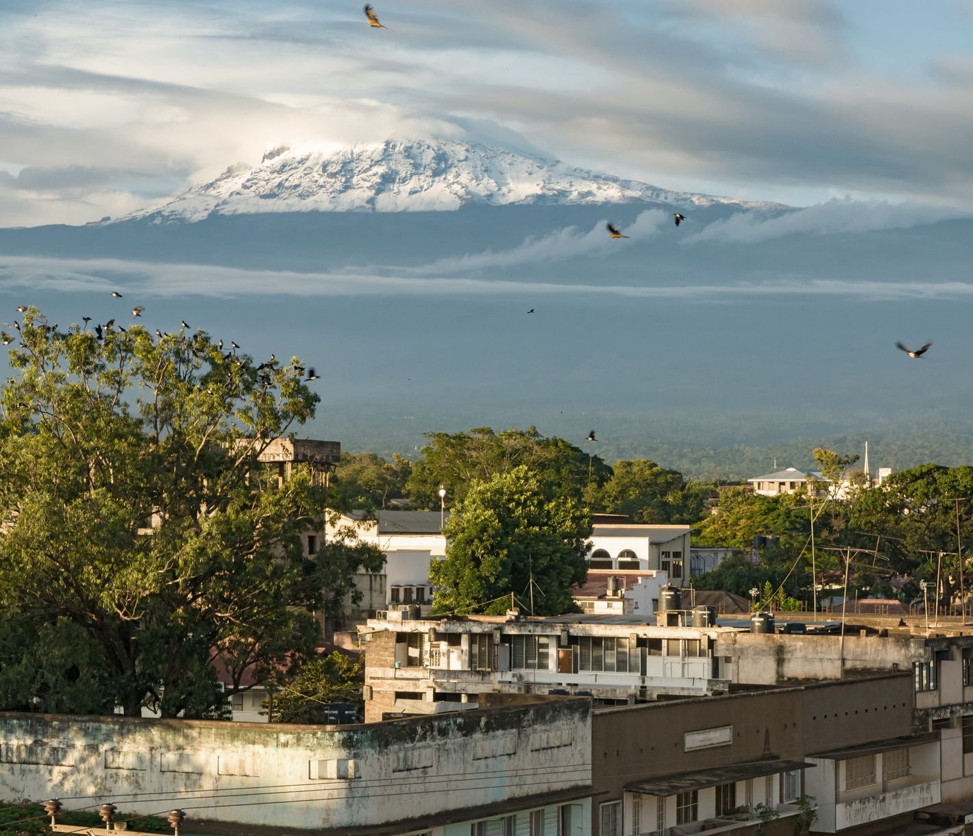 Blick zurück auf das Dach Afrikas – der Kilimandscharo von Moshi her im Blickfeld