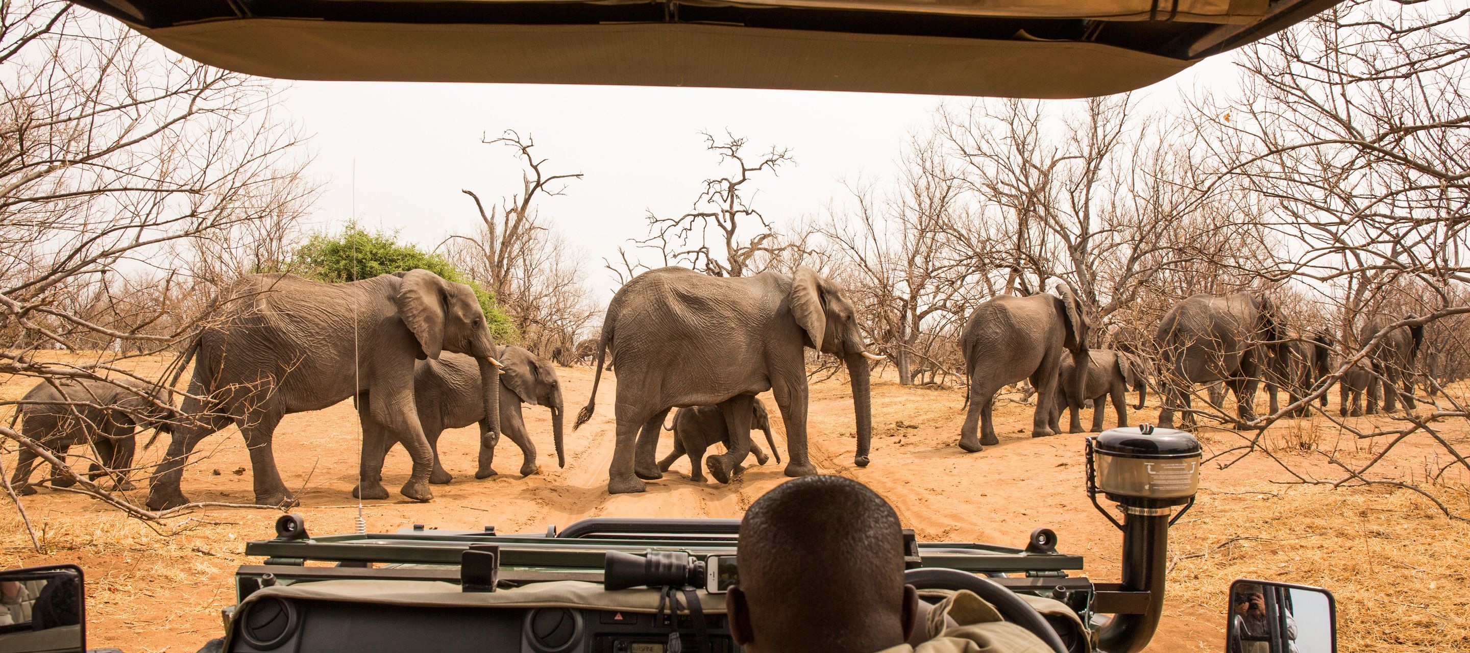 Auf einer Pirschfahrt die Elefanten beobachten, welche die Buschstrasse überqueren