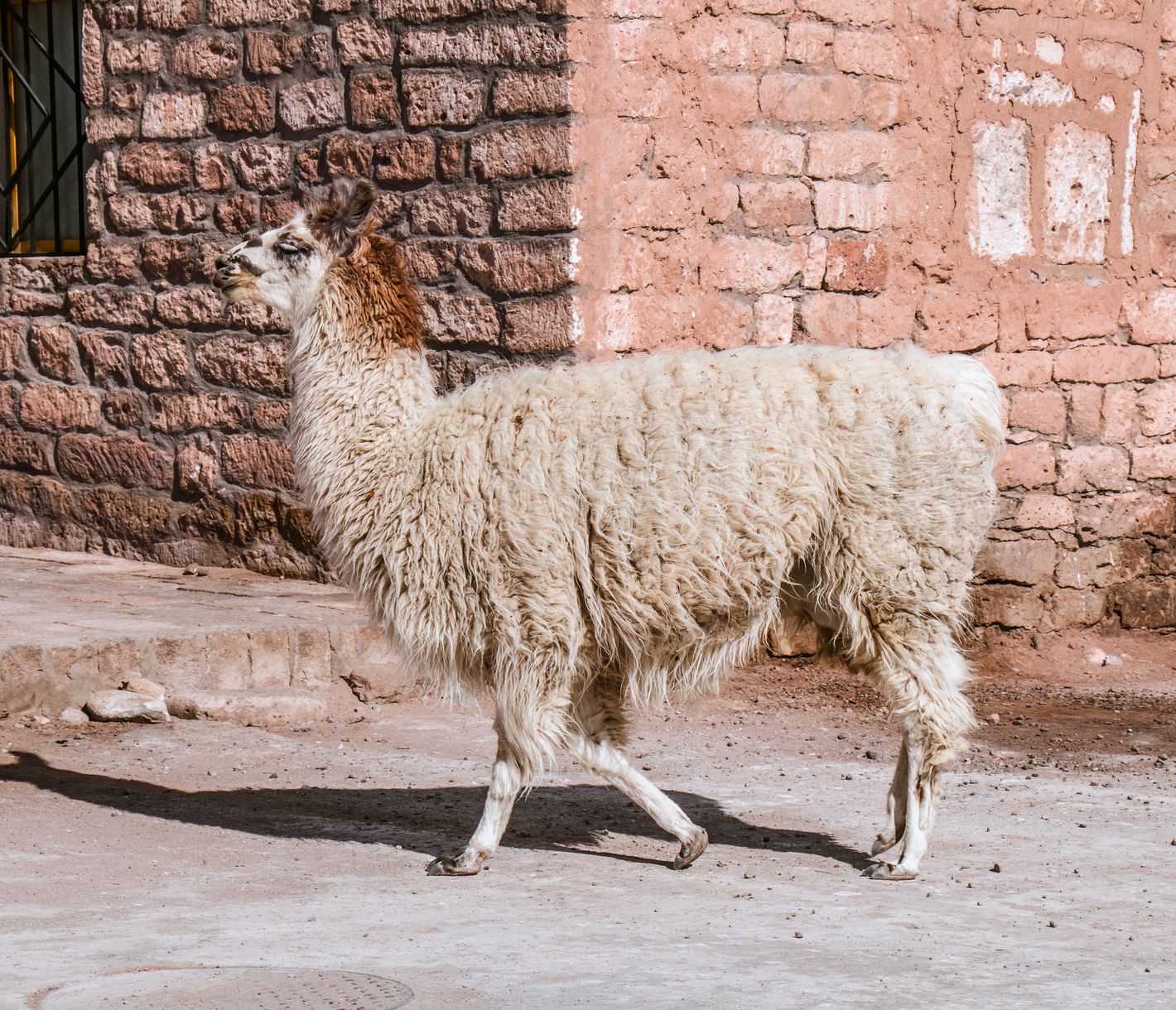 Alpaka in der Wüste