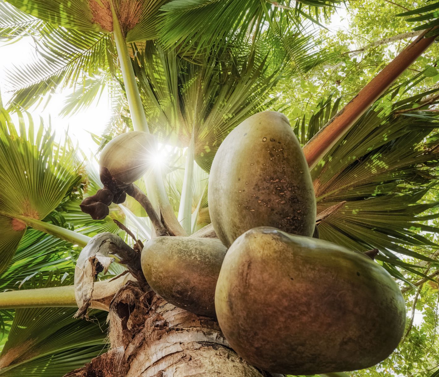 Die Nuss der endemischen Coco-de-Mer-Palme gehört zu den Wahrzeichen der Seychellen.