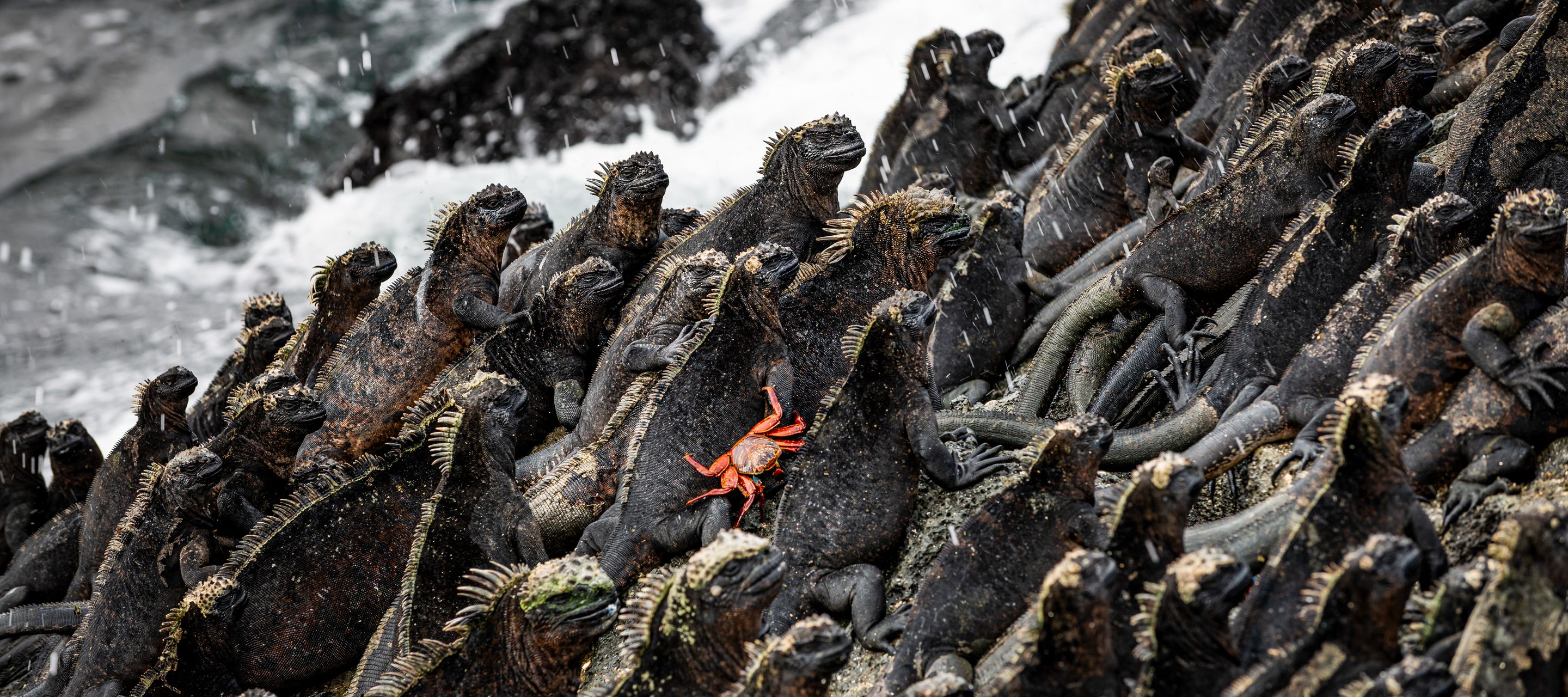 Galapagos-Leguane, eine Seltsamkeit der Evolution