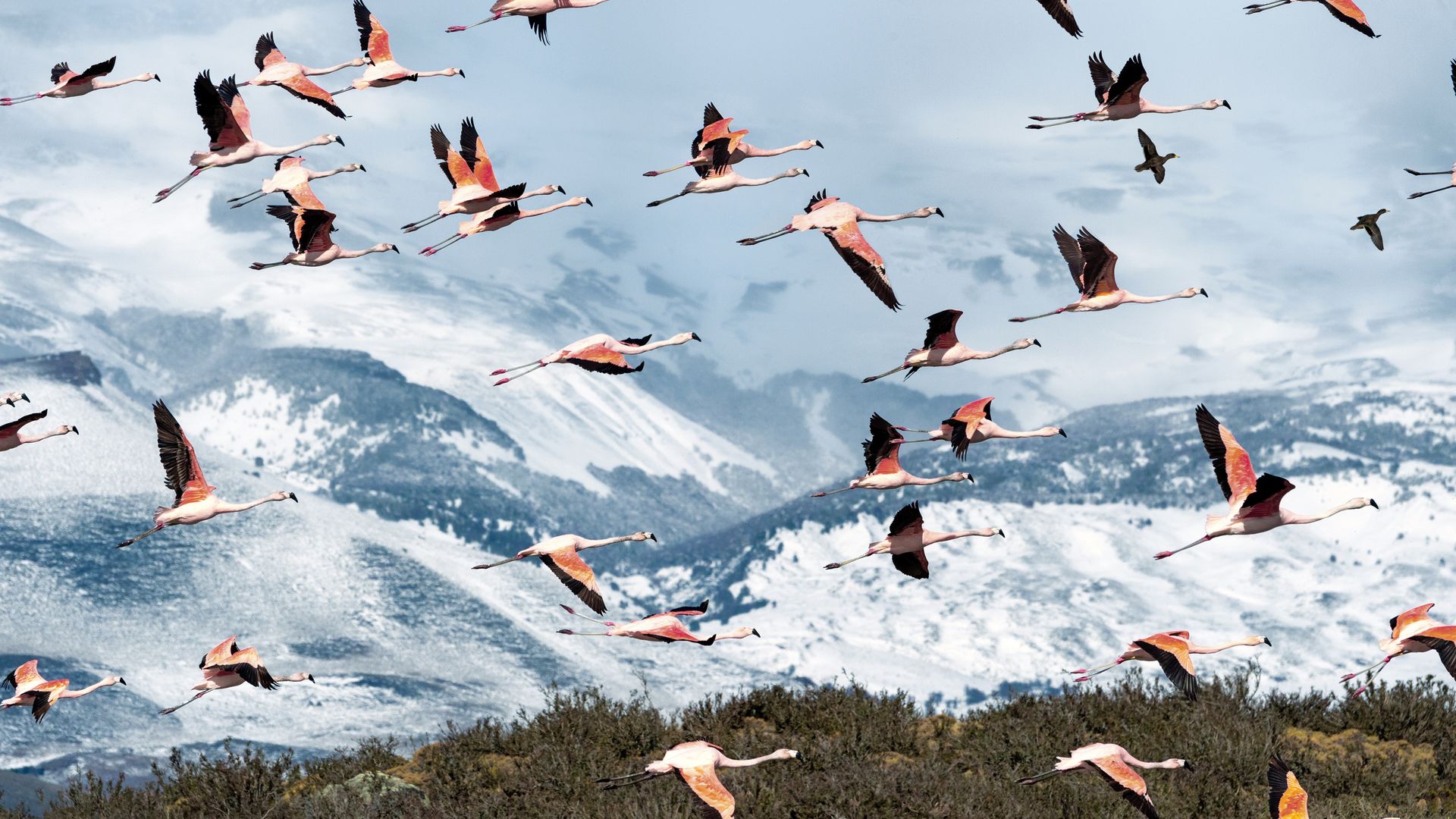 Chilenische Flamingos sind Teil der exotischen Tierwelt im Torres del Paine Nationalpark