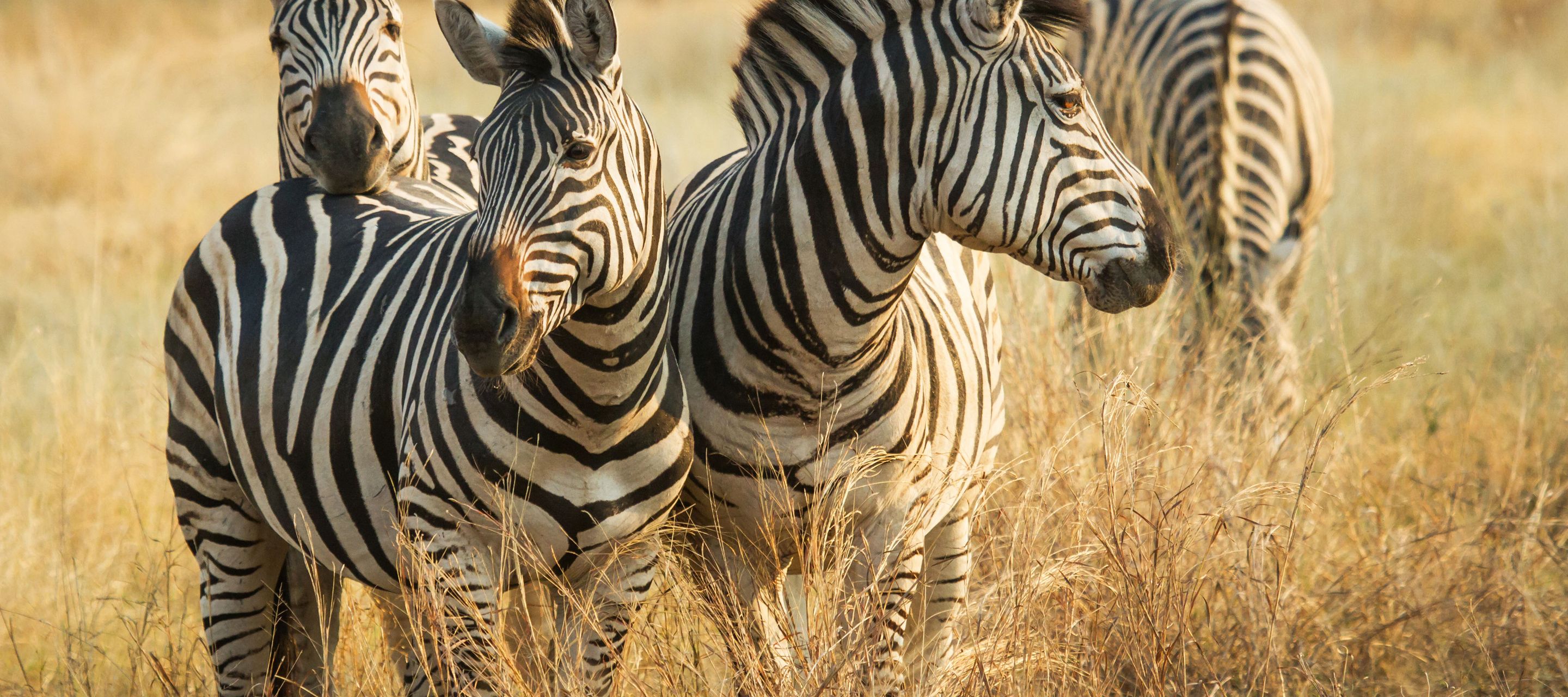 Zebras gehören zu den meistgesehenen Safaritieren.