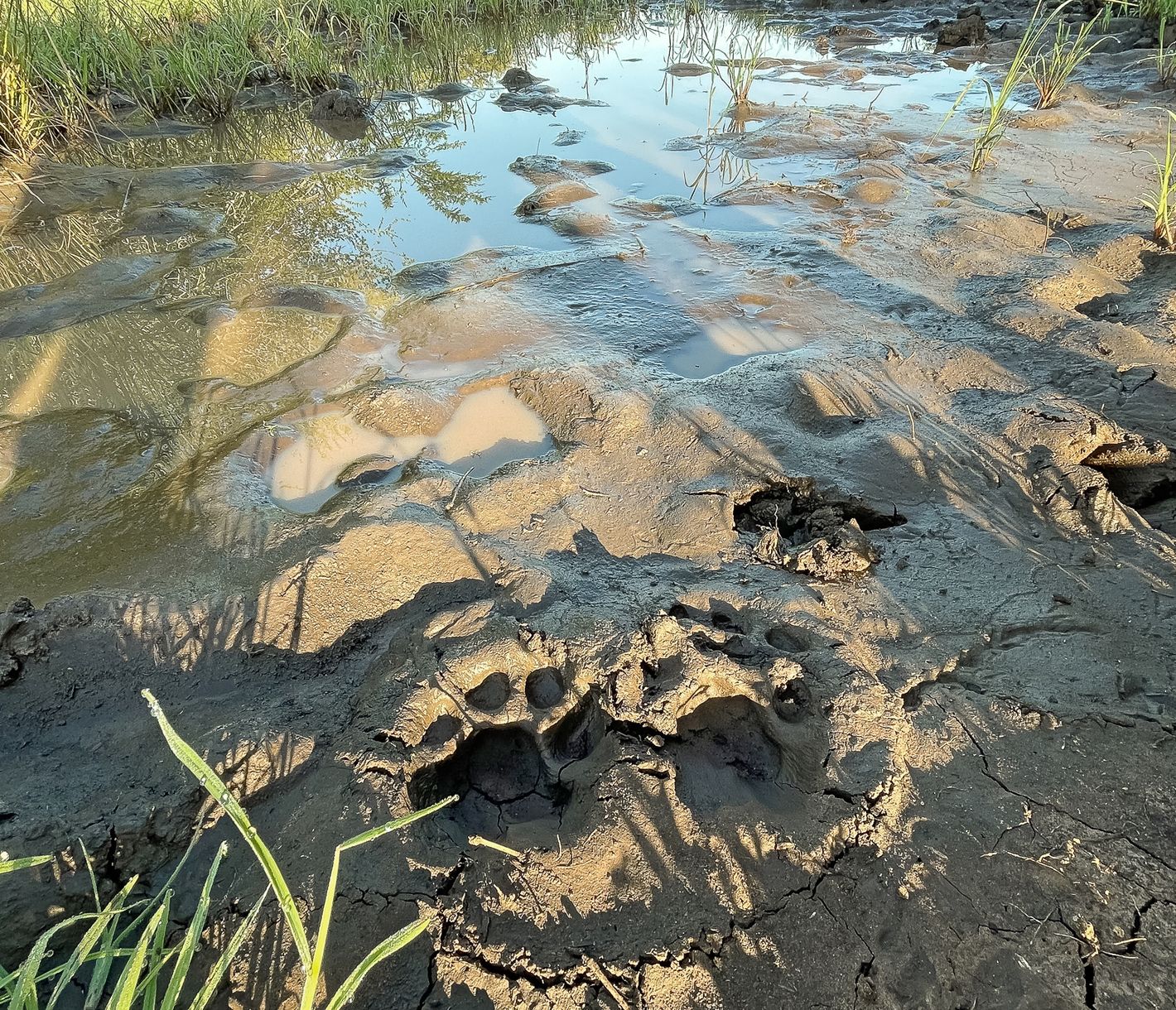 Leopard-Spuren in schlammiger Erde