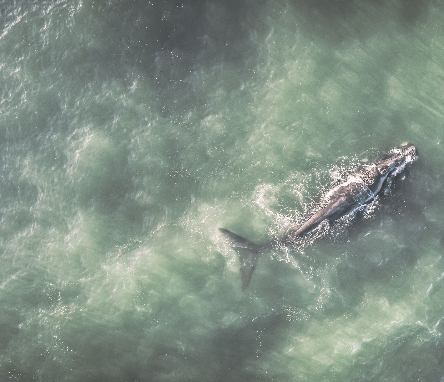 Rencontre-émotion avec le règne animal marin...