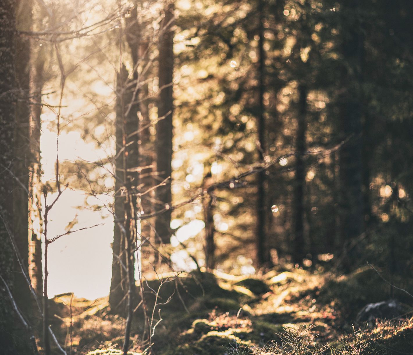 Willkommen im mystischen Zauberwald!