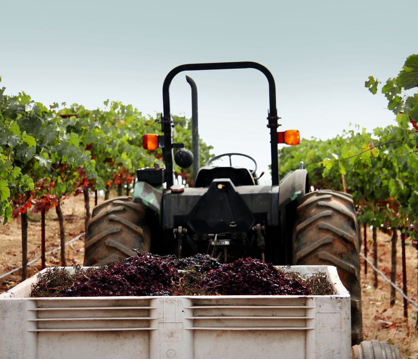 Das nordkalifornische Weingebiet Sonoma County steht ganz oben auf der Bucket List der Weinliebhaber.