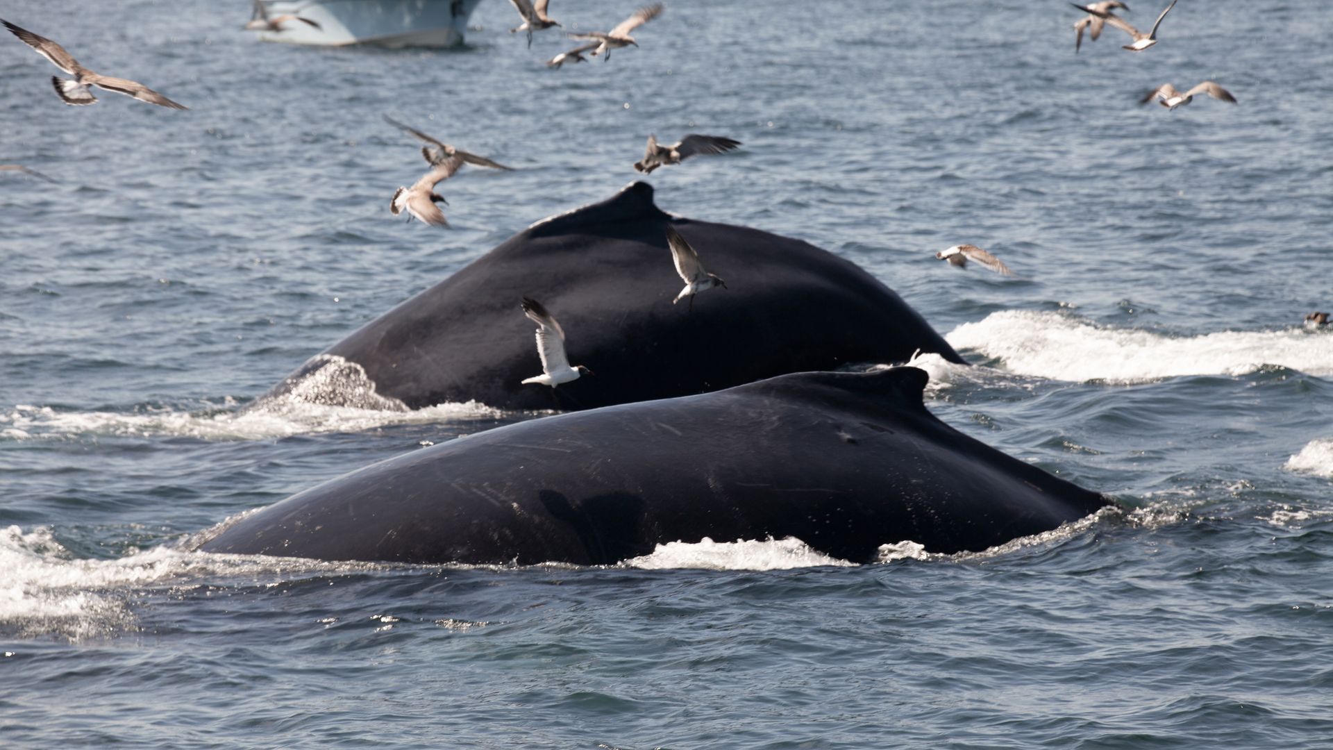 Walbeobachtungstour bei Cape Cod