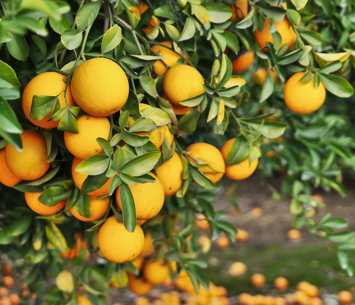 Orangenhaine gehören zum Landschaftsbild von Zentral-Florida.