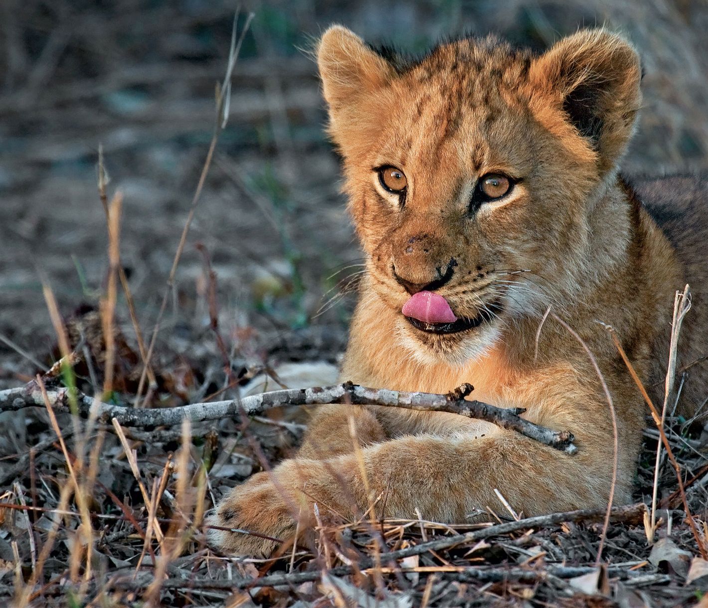 Löwenbaby im Kruger-Nationalpark