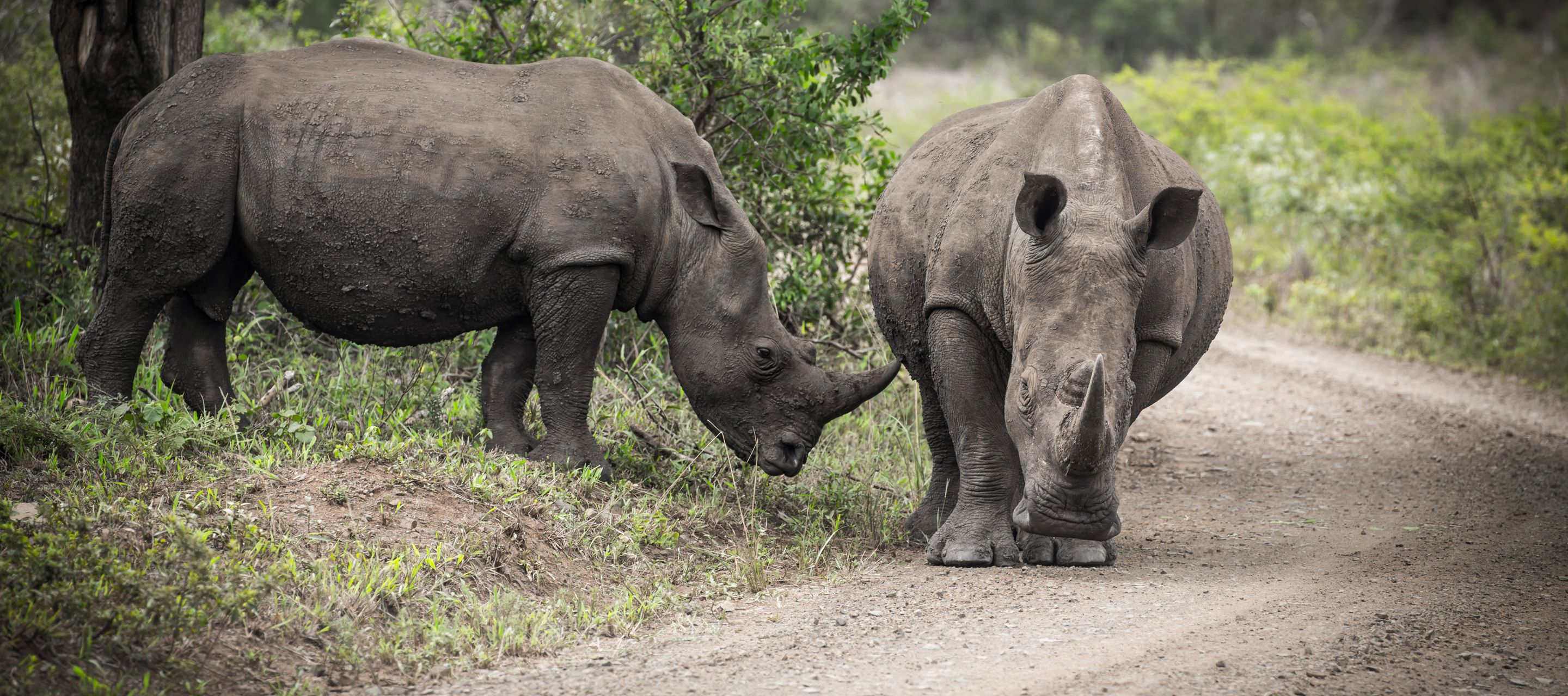 Afrique du Sud, Durban & Zululand