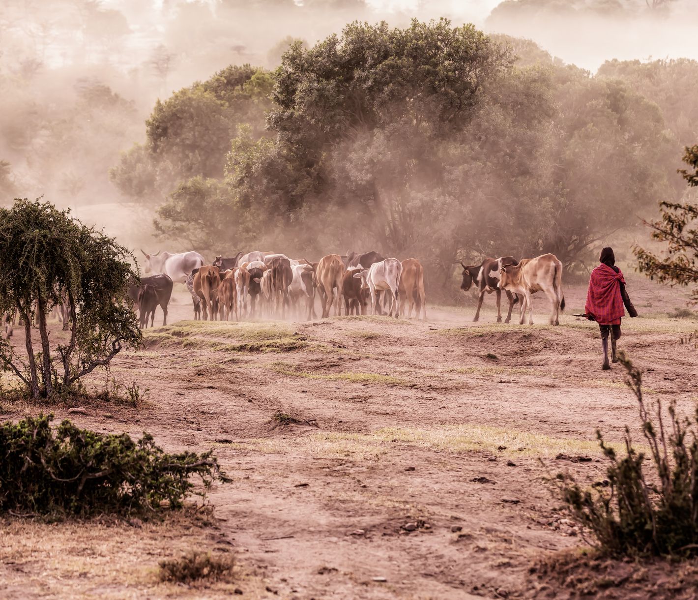Ein Masai mit einer Rinderherde am Weiden in der Masai Mara