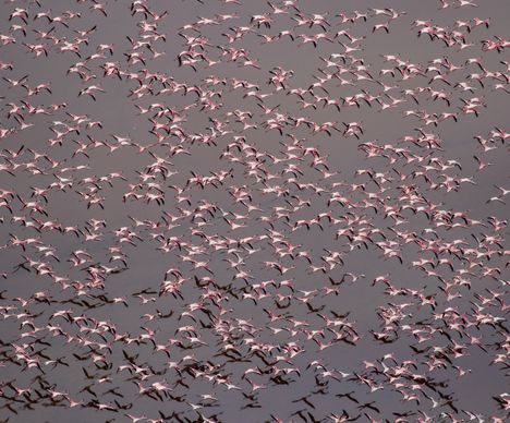 Ein Schwarm von Flamingos im Tiefflug über den Lake Natron