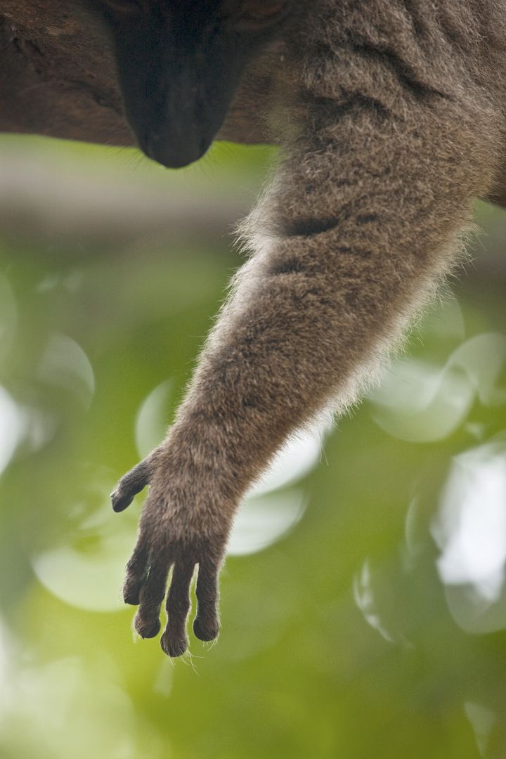 Un voisin turbulent ! Un conseil : fermez vos fenêtres ...