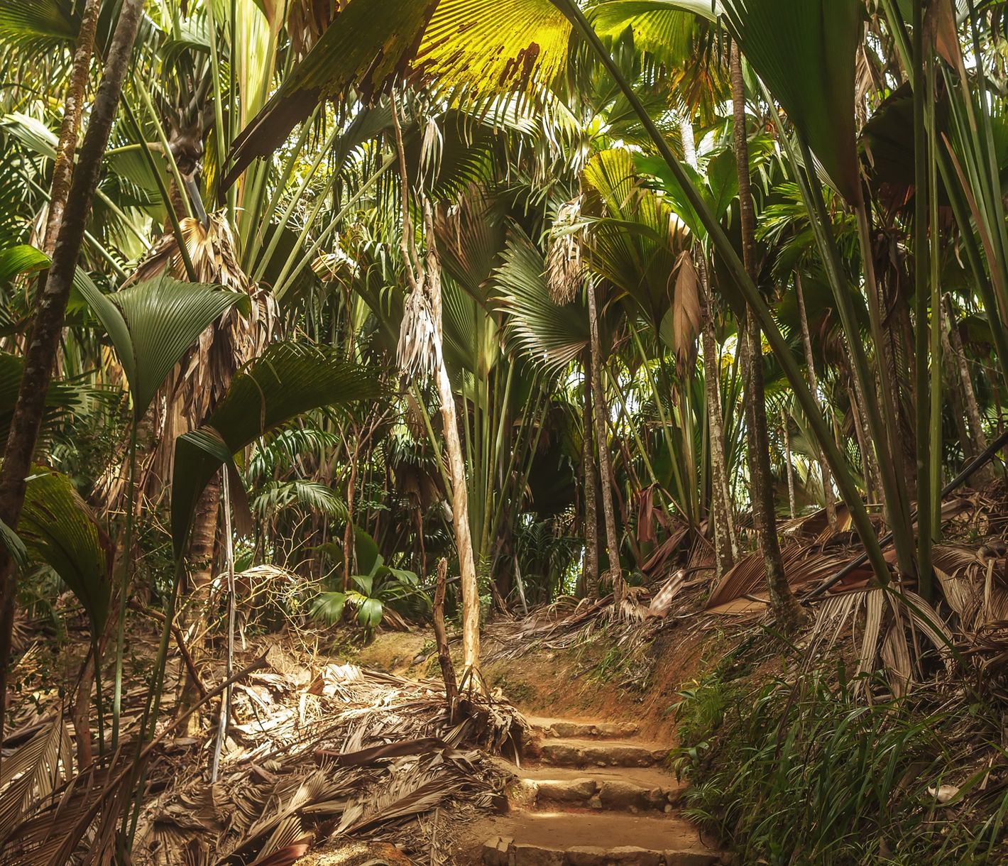 Das UNESCO-Weltnaturerbe Vallée de Mai befindet sich auf Praslin.