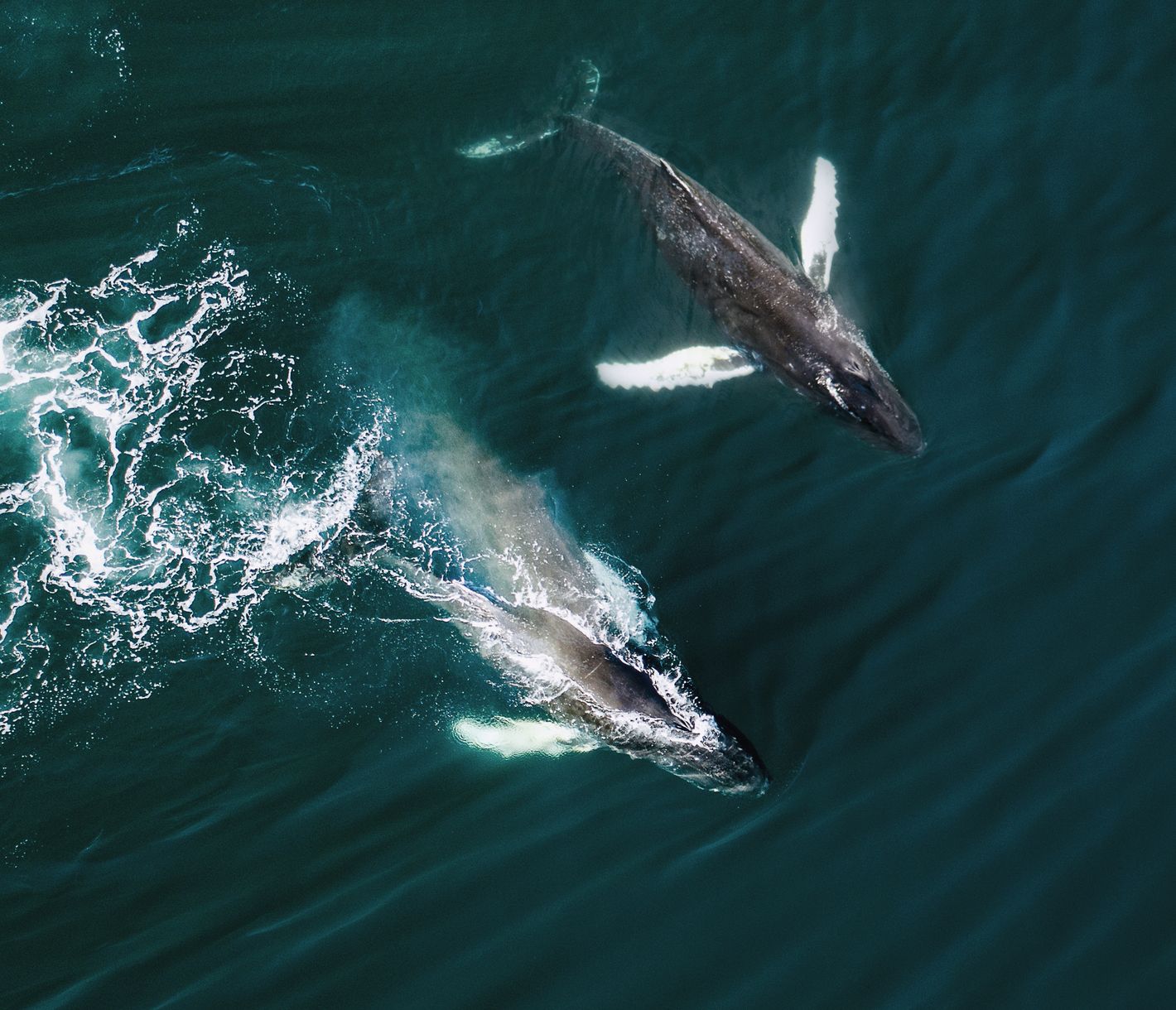 Walbeobachtung am Eingangstor zu den Westfjorden in Holmavík