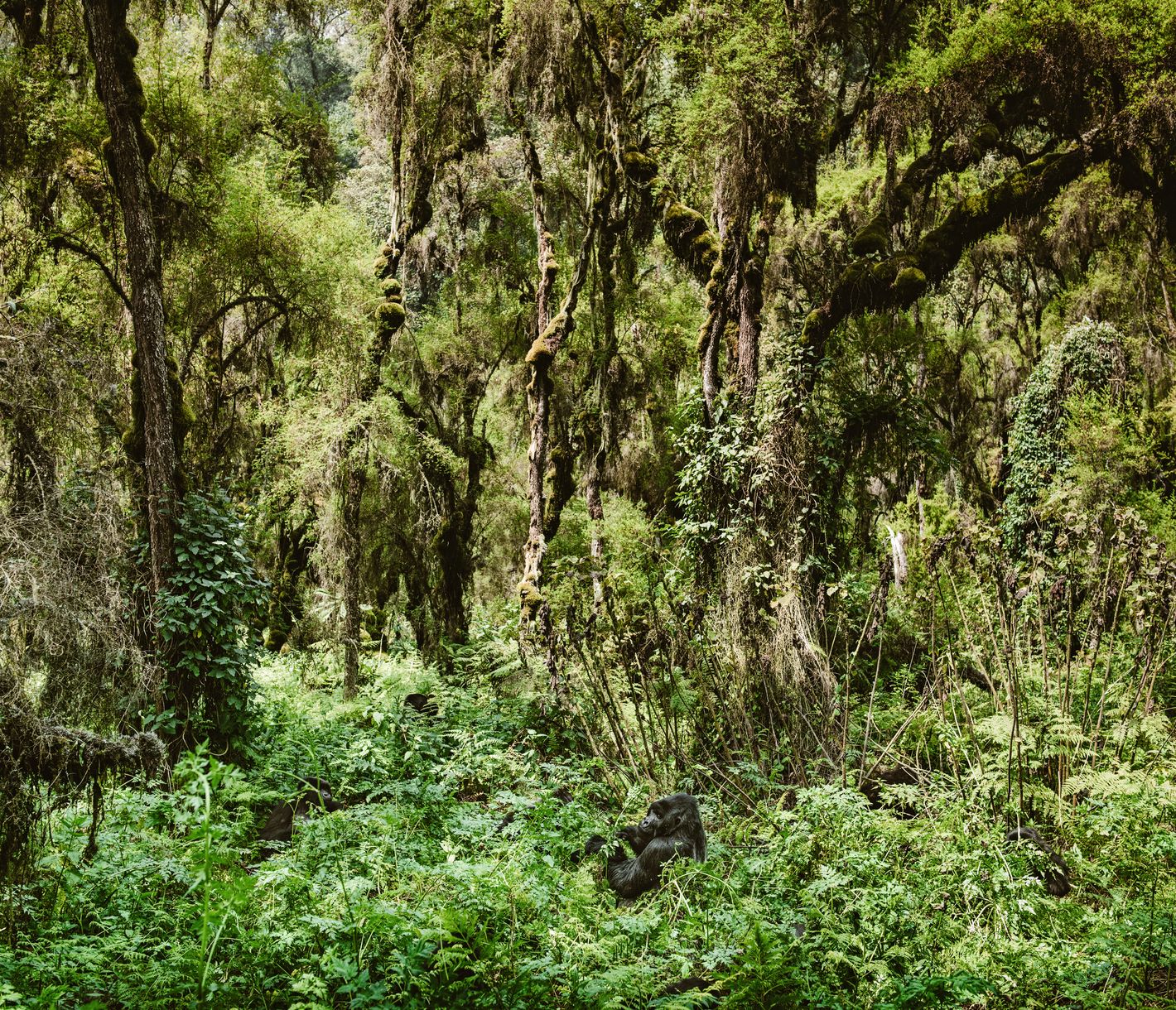 Gorilles de montagne se nourrissant dans la forêt tropicale du Parc National des Volcans