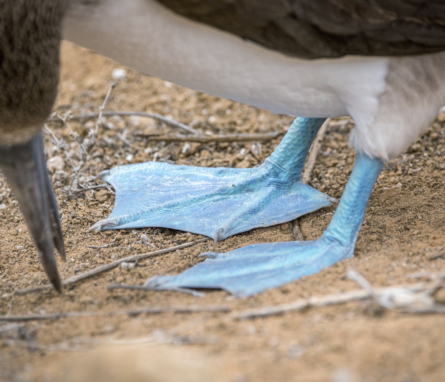 Wem gehören denn diese blauen Füsse?