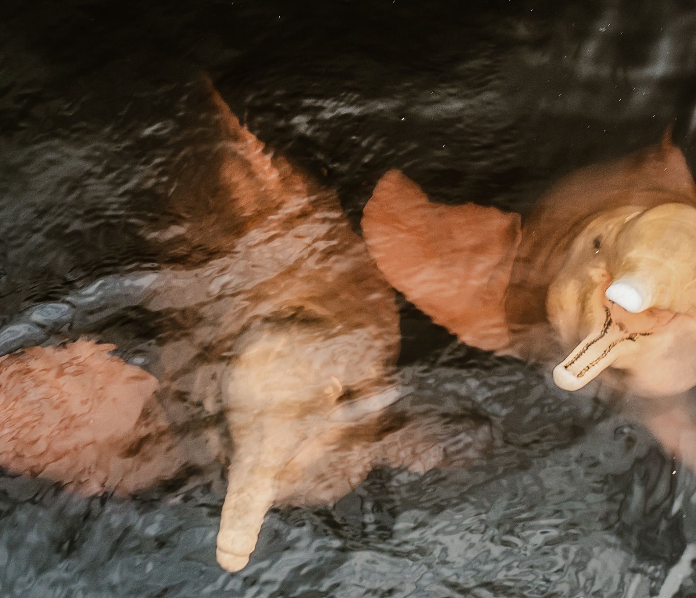 Die rosafarbene Delfinen