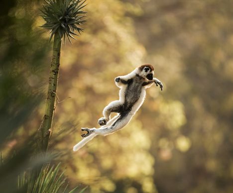 Un mélange de saut et de vol !