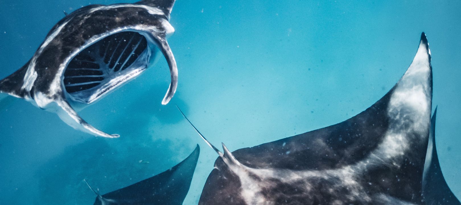 Wie sanfte Riesen gleiten Mantas durch das Wasser.