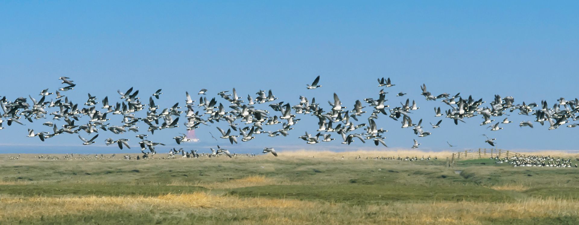 Vogelparadies Eiderstedt