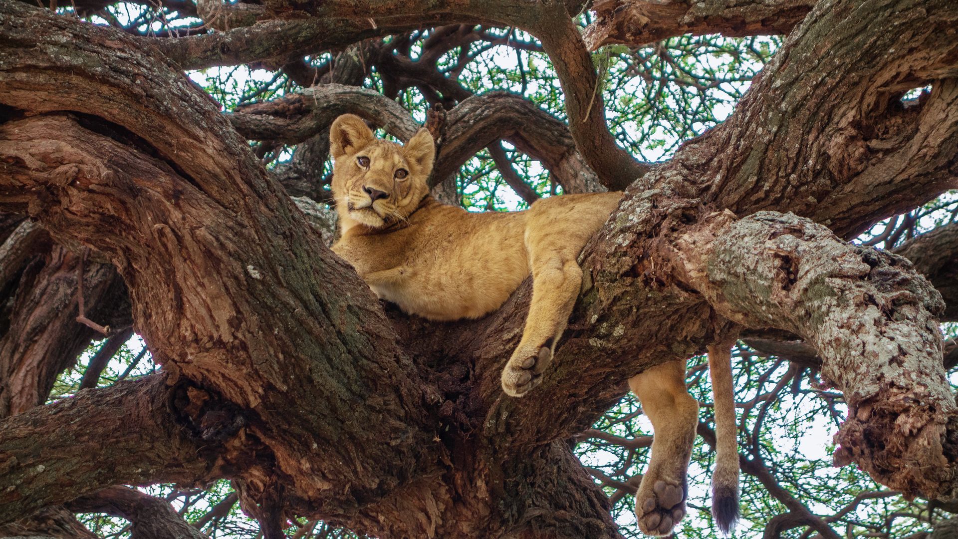 Des lions grimpant aux arbres dans le Parc National de Lake Manyara