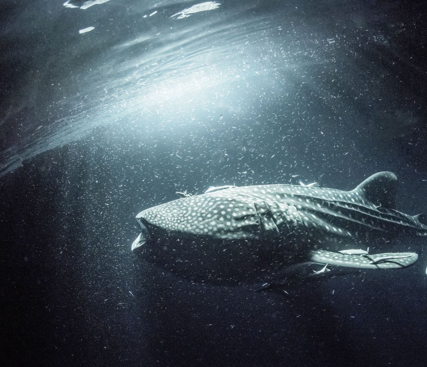 Ein Walhai beim Planktonfangen