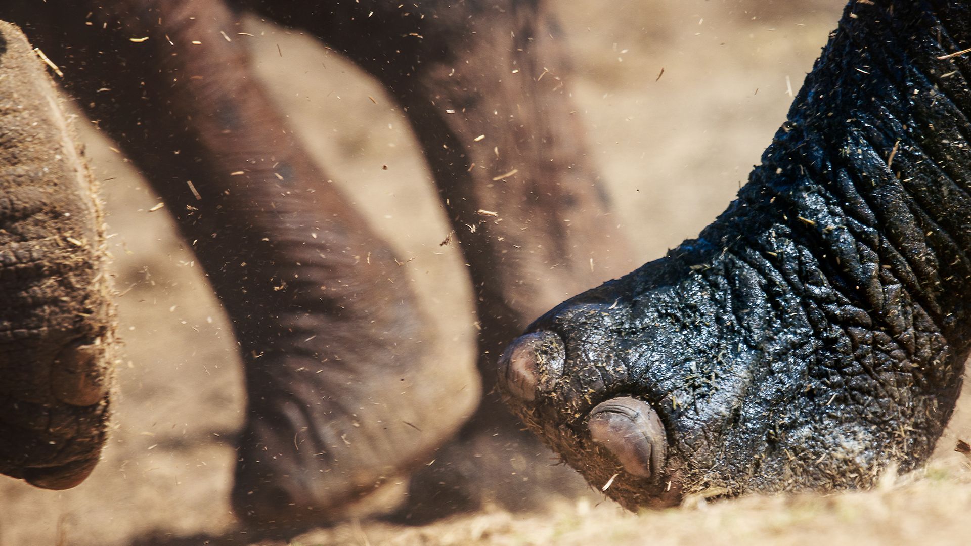 Elefanten wirbeln mit ihrem Gewicht viel Staub auf.