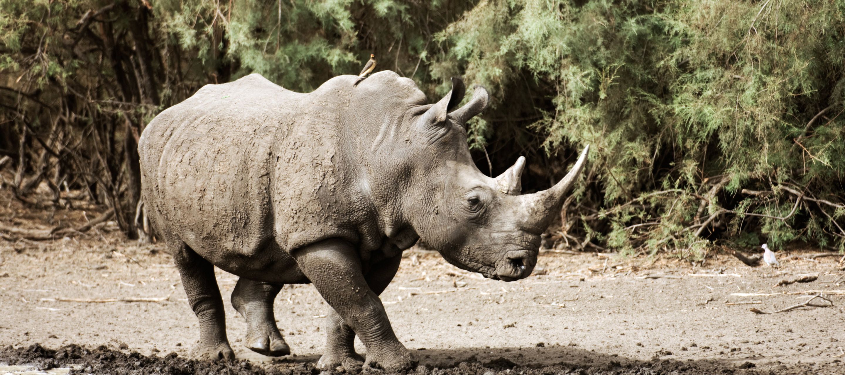 Breitmaulnashorn im privaten Bandia-Reservat nah bei Saly