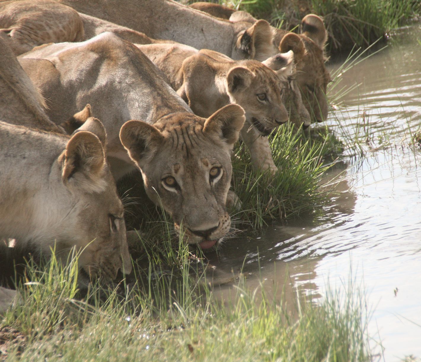 Löwenweibchen mit Jungtieren beim Wassertrinken