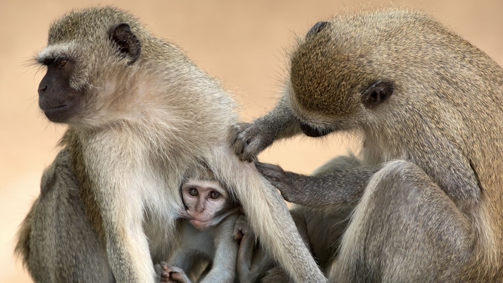 Affen sind sehr reinliche Tiere. Die Fellpflege ist sehr wichtig